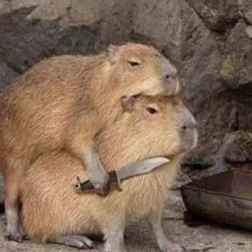 Sticker капібарочки - 4