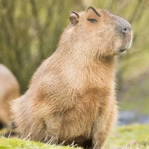 Sticker капібарочки - 3