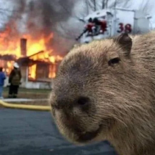 Sticker капібарочки - 2