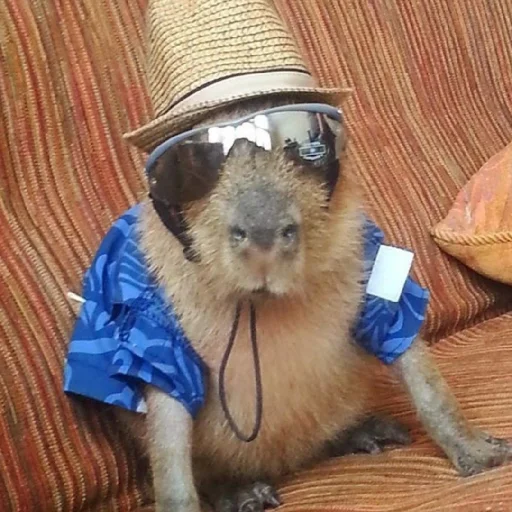 Sticker kapibara - 10