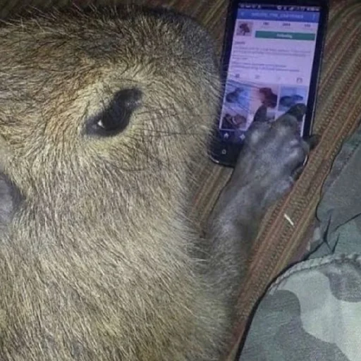 Sticker kapibara - 8