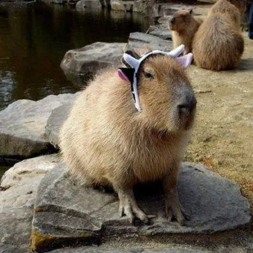 Sticker kapibara - 7