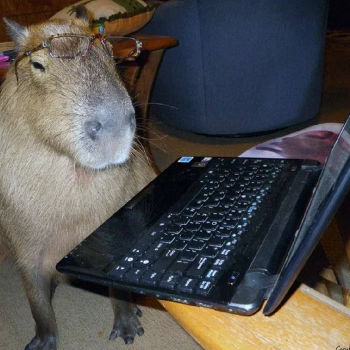 Sticker kapibara - 6