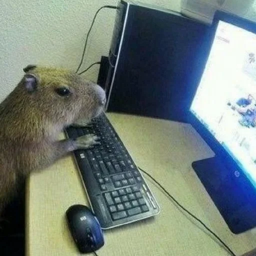 Sticker kapibara - 5