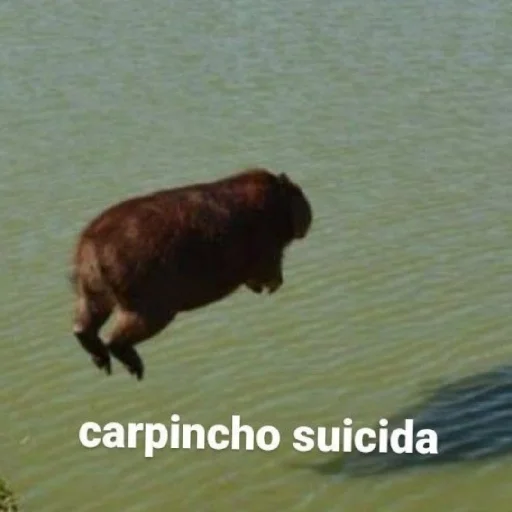 Sticker kapibara - 4