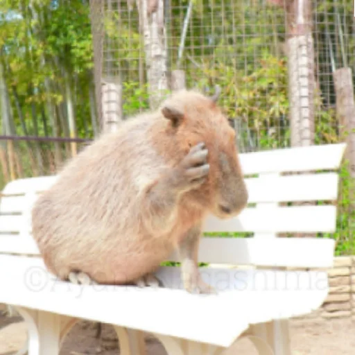 Sticker kapibara - 3