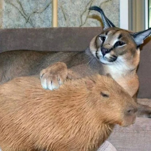 Sticker kapibara - 2