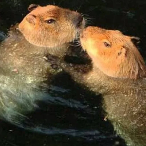 Sticker kapibara - 1