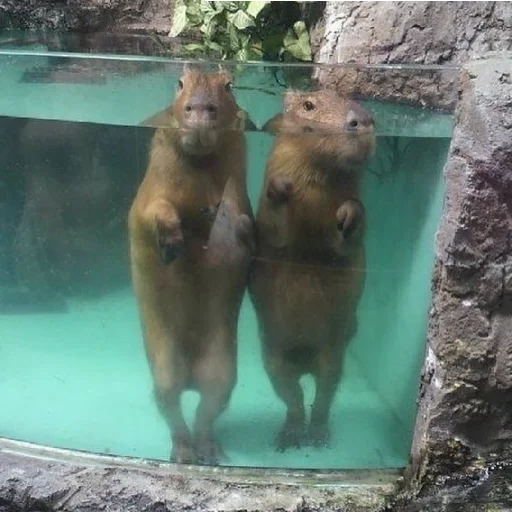 Sticker kapibara - 0