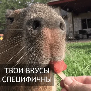 Стикер Kapibara @livelib_official - 6