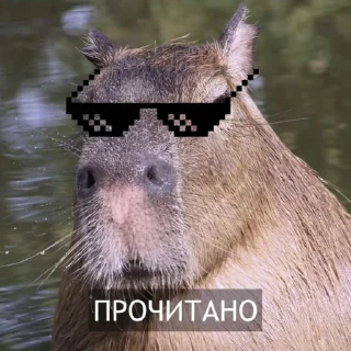 Стикер Kapibara @livelib_official - 7