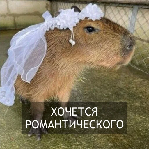 Стикер Kapibara @livelib_official - 10