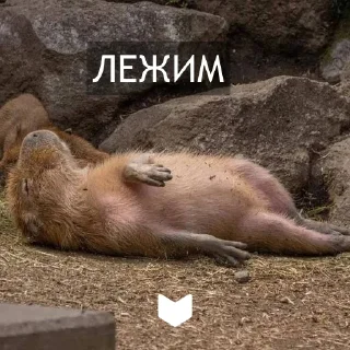 Стикер Kapibara @livelib_official - 2