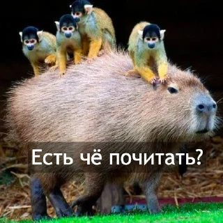 Стикер Kapibara @livelib_official - 0