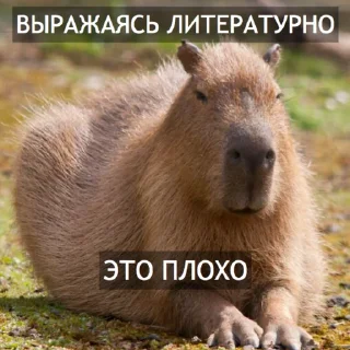 Стикер Kapibara @livelib_official - 3