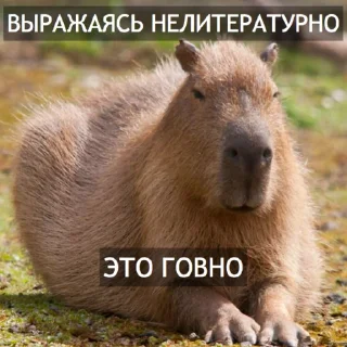 Стикер Kapibara @livelib_official - 1