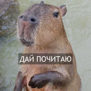 Стикер Kapibara @livelib_official - 9