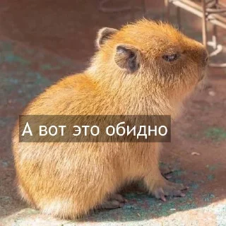 Стикер Kapibara @livelib_official - 4