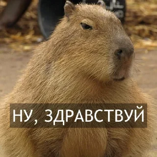 Стикер Kapibara @livelib_official - 5