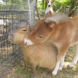 капибарочки друзья @serious_g - animal