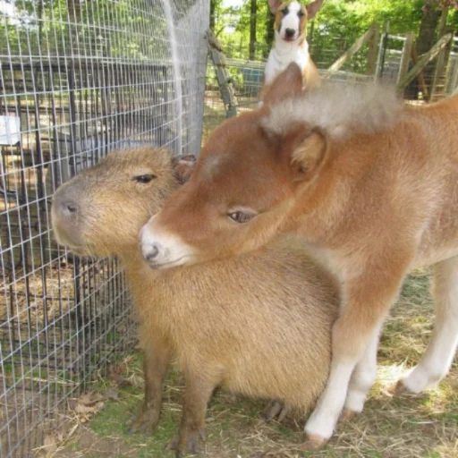 млекопитающее животное на открытом воздухе