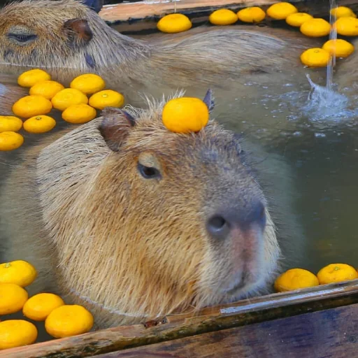 животное грызун млекопитающее