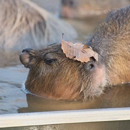 животное млекопитающее грызун