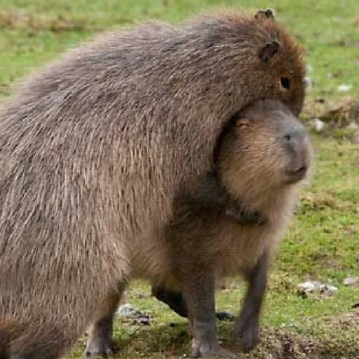 животное млекопитающее грызун