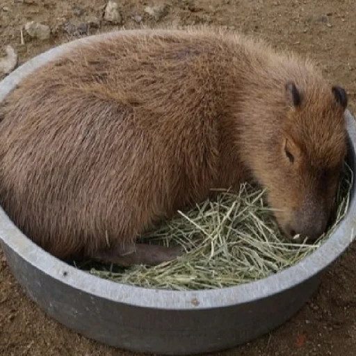 животное млекопитающее грызун