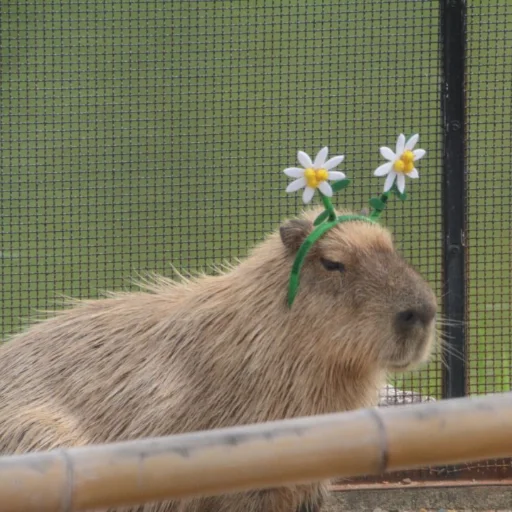 животное млекопитающее грызун