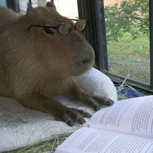 животное млекопитающее окно