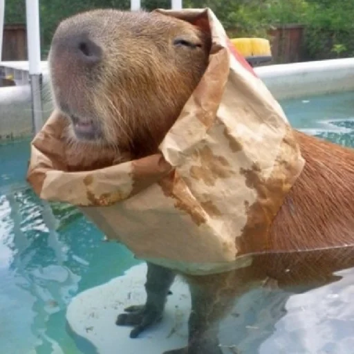 животное млекопитающее морские млекопитающие