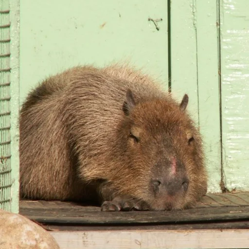животное млекопитающее грызун