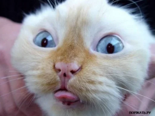 млекопитающее животное кошка