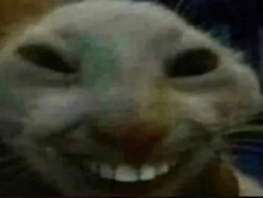 mammal animal small to medium-sized cats