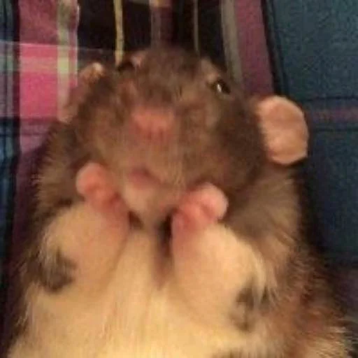 mammal animal rodent