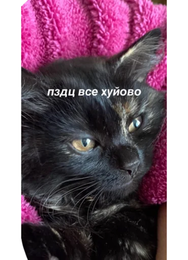 animal mammal small to medium-sized cats