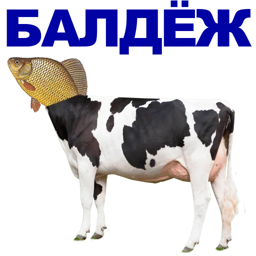 скот корова животное