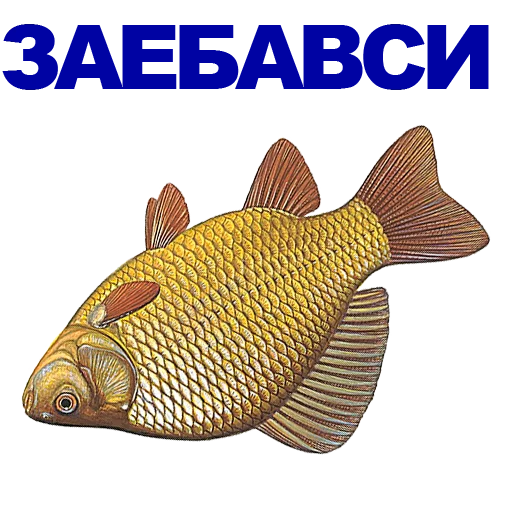 fish animal text