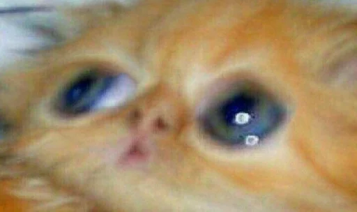 млекопитающее животное кошка