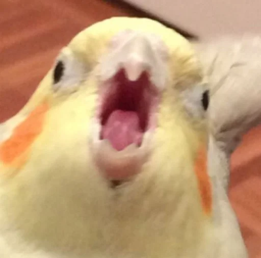 животное птица попугай