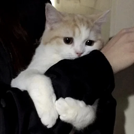 млекопитающее животное кошка