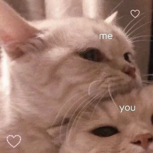 mammal animal domestic cat