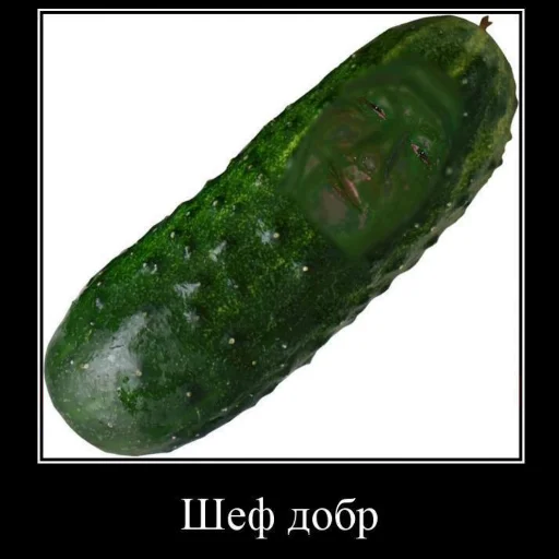 cucumber food cucumis