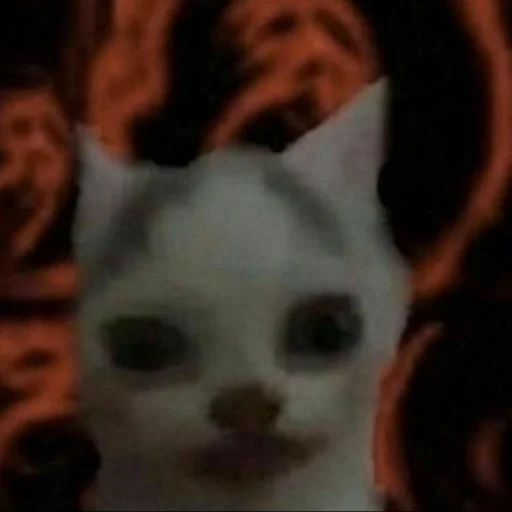 animal mammal domestic cat