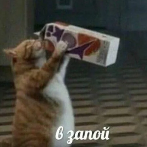 text small to medium-sized cats felidae