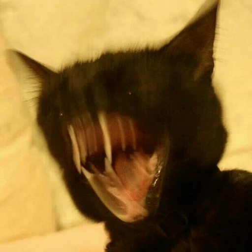 Котики :3 - животное