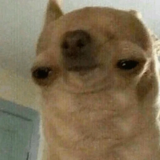 животное млекопитающее комнатный