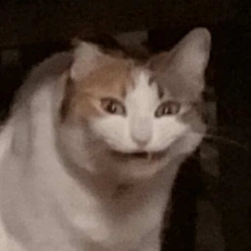 животное млекопитающее кошка