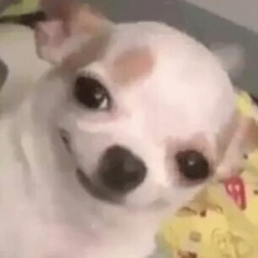 млекопитающее животное домашнее животное